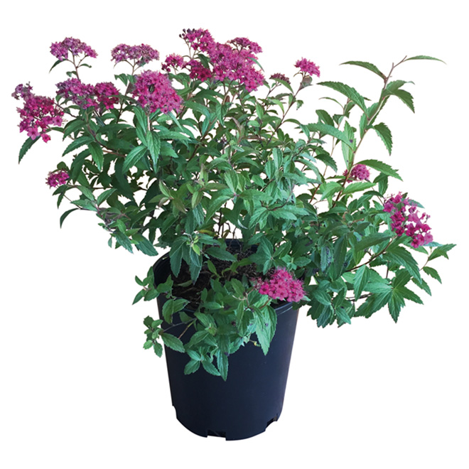 Assorted Spirea - #2 Pot