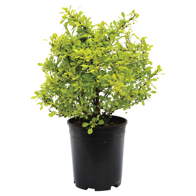 Assorted Berberis - #1 Pot