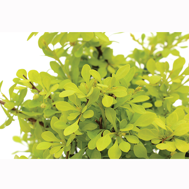 Assorted Berberis - #1 Pot