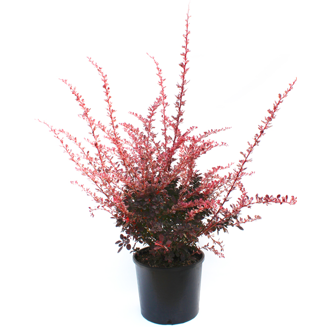 Berberis in #2 Pot - Assorted