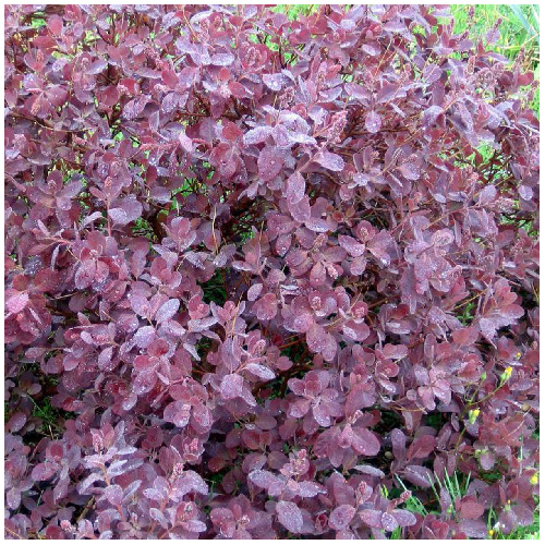 Inline Nurseries Potted Continus Royal Purple Plant 2 Pot 2420422 RONA