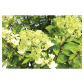 Hydrangea in #2 Pot - Assorted Colours