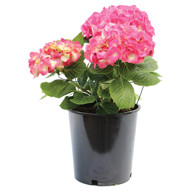 Hydrangea in #2 Pot - Assorted Colours 5850422 | RONA