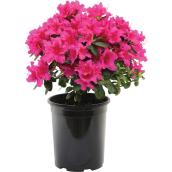 Inline Nurseries Assorted Azaleas - 1-gal.