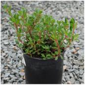 Assorted Arctostaphylos (Bearberries) - # 1 Pot