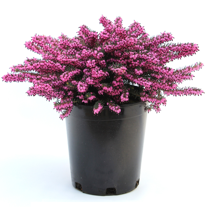Heather in #1 Pot - Assorted Colours