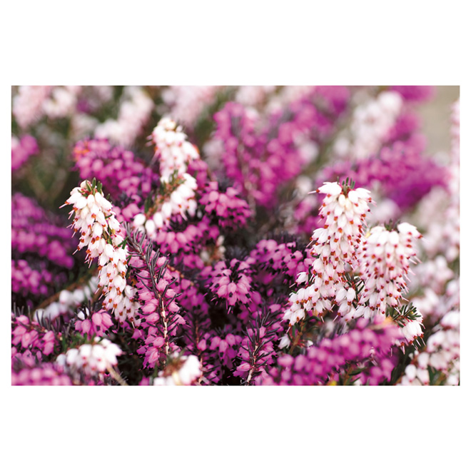 Heather in #1 Pot - Assorted Colours