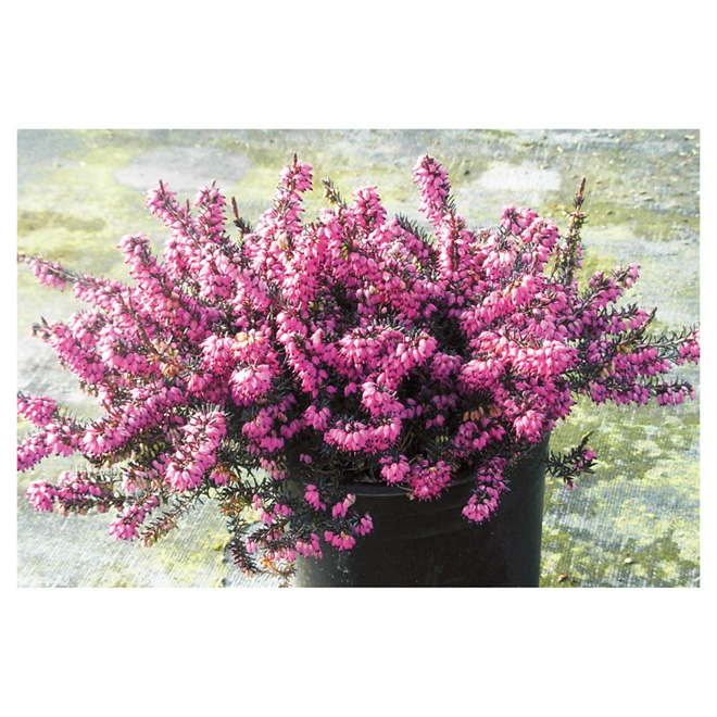 Heather in #1 Pot - Assorted Colours
