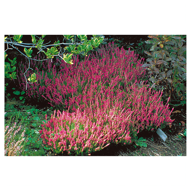 Heather in #1 Pot - Assorted Colours