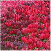 Burning Bush - Euonymus Burning - 2-gal. Container - Assorted