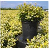 Inline Nurseries Euonymus Emerald and Gold - #1 Pot