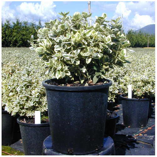 Inline Nurseries Euonymus Emerald and Gold 1 Pot 330611 RONA