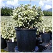 Inline Nurseries Euonymus Emerald and Gold - #1 Pot