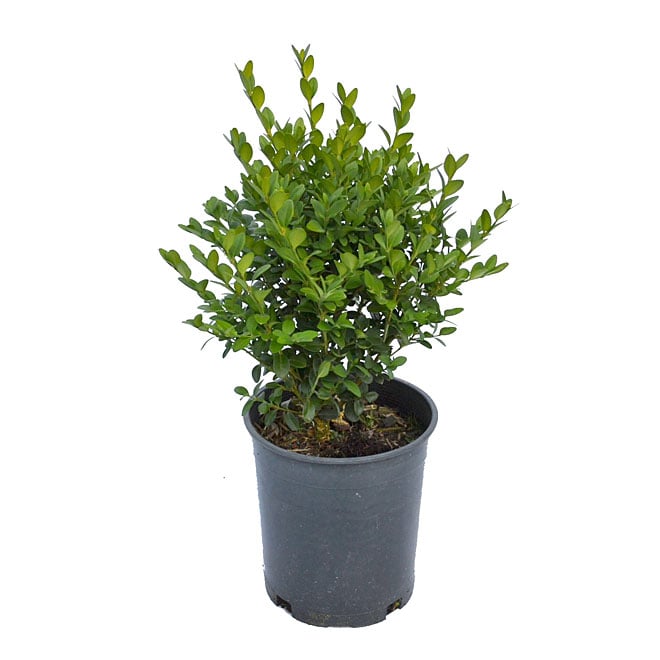 Assorted Boxwood - #1 Pot 90611 | RONA