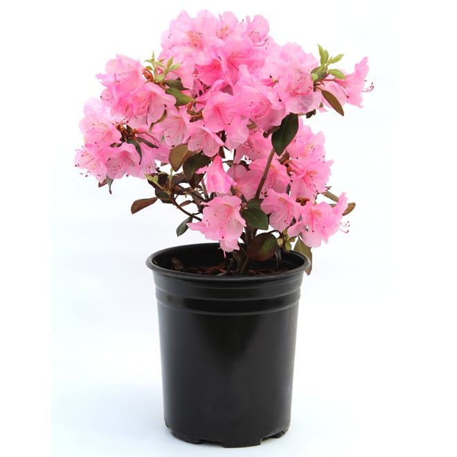 Assorted Rhododendron in #1 Pot 5830411 | RONA