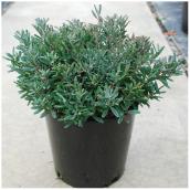 Andromeda Polifolia Blue Ice - #1 - Assorted