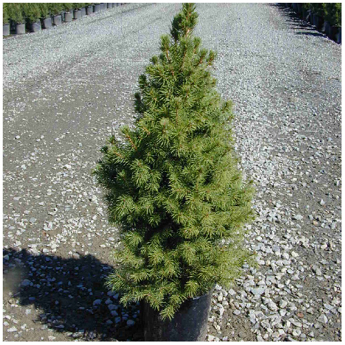 Inline Nurseries Dwarf Alberta Spruce -  #2 Pot