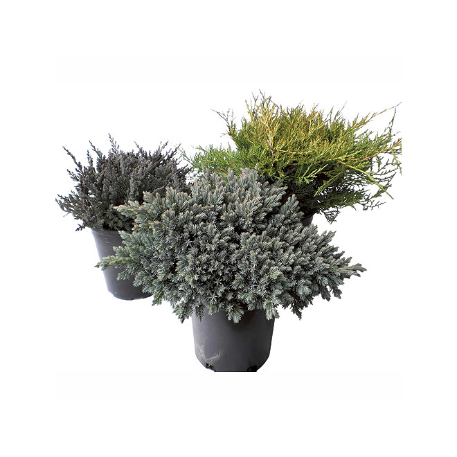 ジュニパーベリー ジュニパーベリー農家｜Bar BenFiddich 鹿山博康｜note