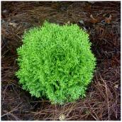 Inline Nursery Globe Cedar - 1-Gallon Container