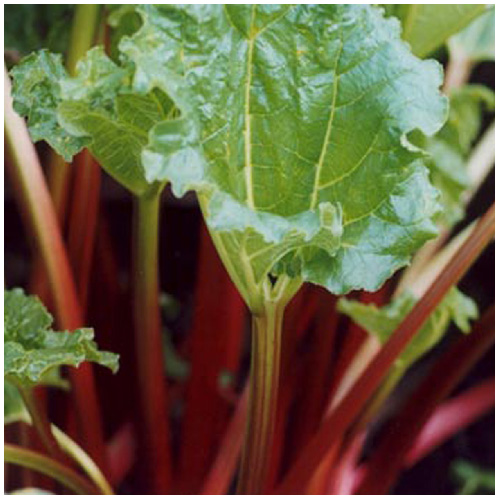 Rhubarb Plant - Pot # 1