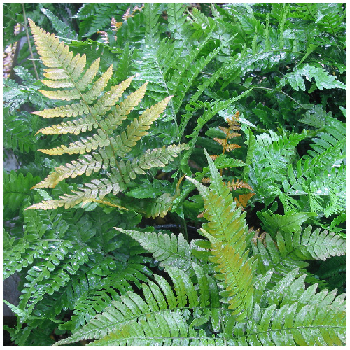 Hardy Fern - # 1 Pot - Assorted 3590411 | RONA