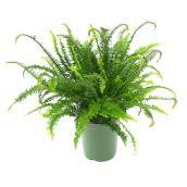 Hardy Fern - # 1 Pot - Assorted