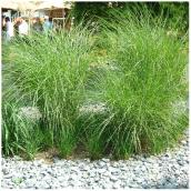 Ornamental Grass - #1 Pot - Assorted