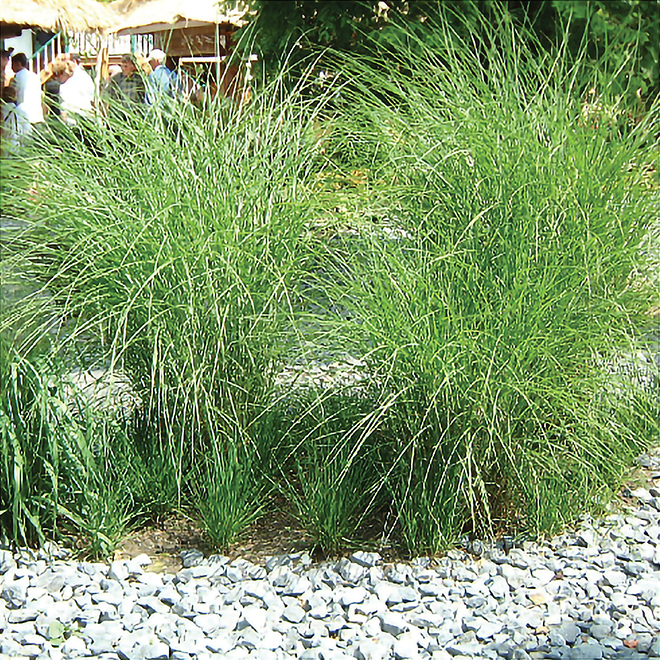 Ornamental Grass - #1 Pot - Assorted