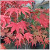 Ornamental Maple Upright Tree in #7 Pot - Assorted