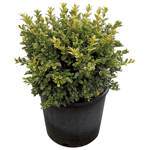 Boxwood in #3 Pot - Assorted 241233 | RONA