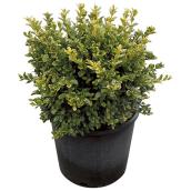 Boxwood in #3 Pot - Assorted
