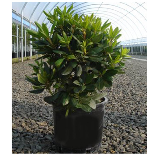 INLINE NURSERIES Rhododendron - #2 Pot - Assorted Colours 3370922 | RONA