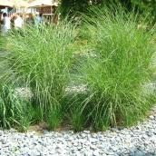 Assorted Grasses - # 2 Pot