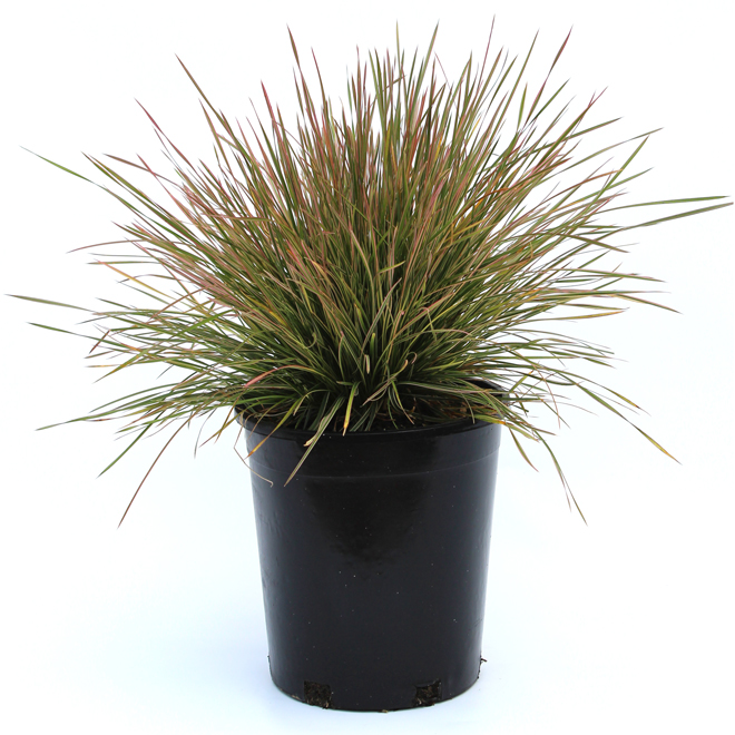 Assorted Grasses - # 2 Pot