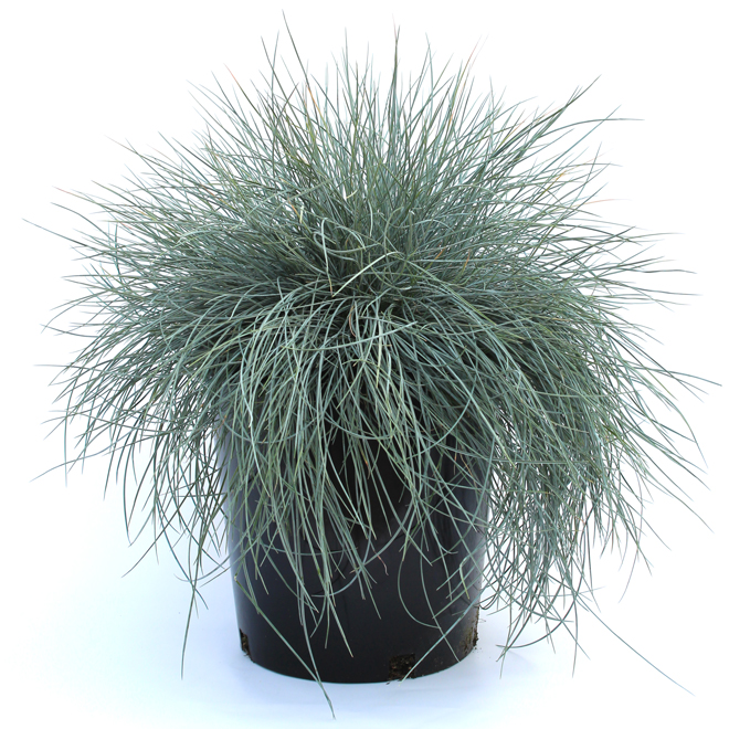 Assorted Grasses - # 2 Pot