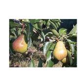 Inline Nurseries Pear Tree in #7 Pot - Assorted