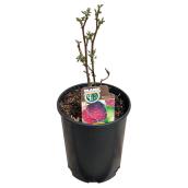 Blackberry Plant - Black Satin - # 1 Pot - Assorted