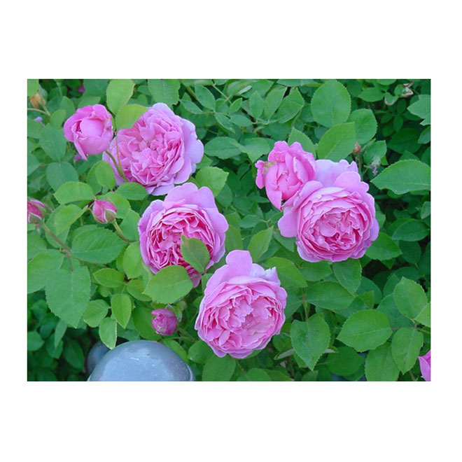 Hardy Rose Bush - #2 Pot - Assorted Colours