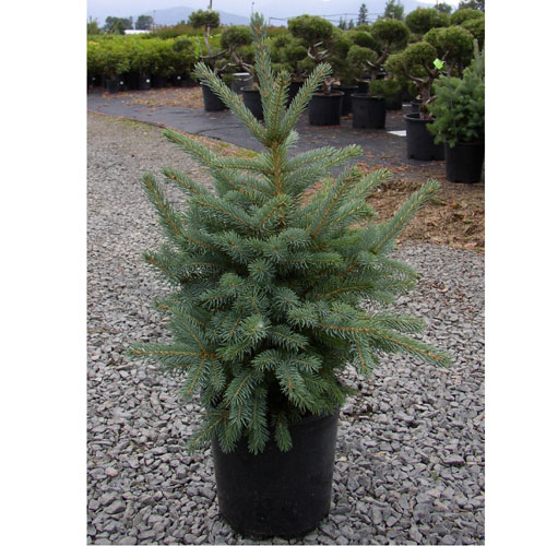 Colorado Spruce - 1-Gallon Pot