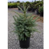 Emerald Cedar 5-Gallon Container