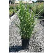 Assorted Grasses - # 5 Pot