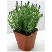 Assorted Lavender - # 1 Pot