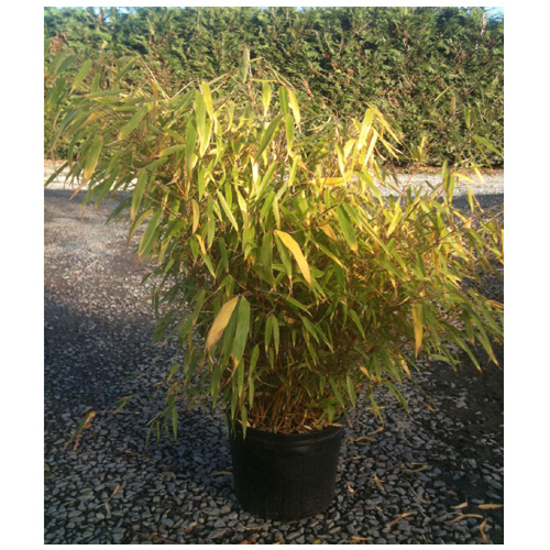 Inline Nurseries Assorted Bamboo 3 Gallon Pot 14720433 RONA