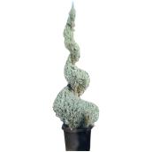 Arbuste horticole assorti, Inline Nurseries, #15