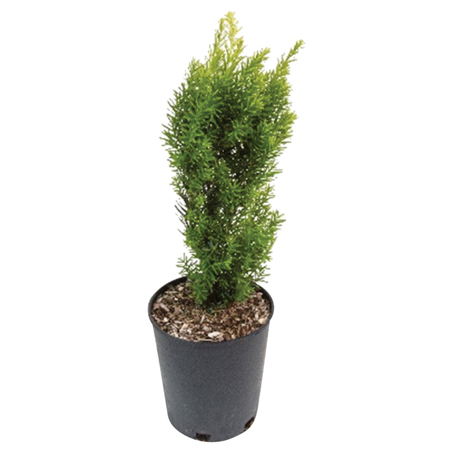 Inline Nurseries Assorted Taxus Shrub in 1-Gal Pot