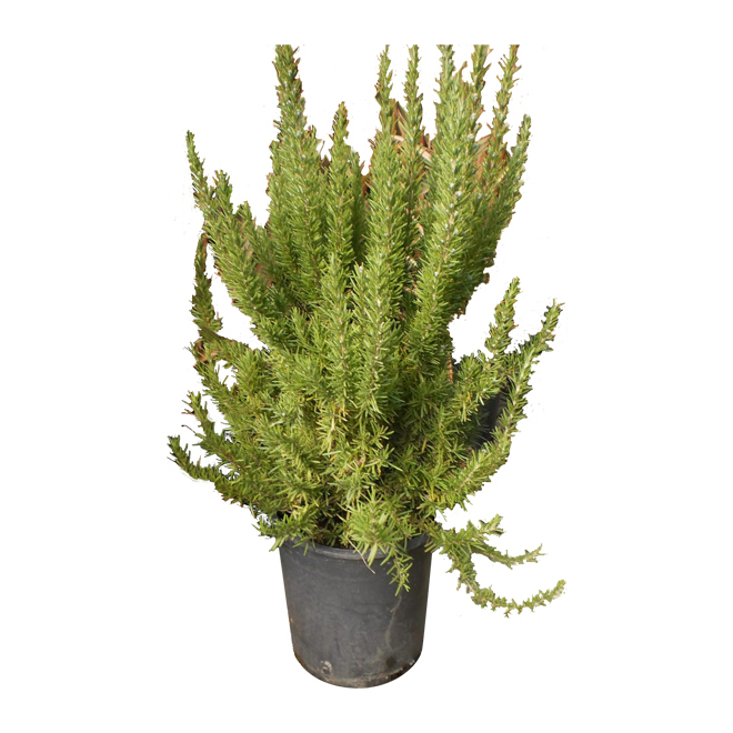 INLINE NURSERIES Assorted Rosemary Shrub 1 Pot 12040411 RONA