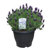 Assorted Lavender - # 2 Pot