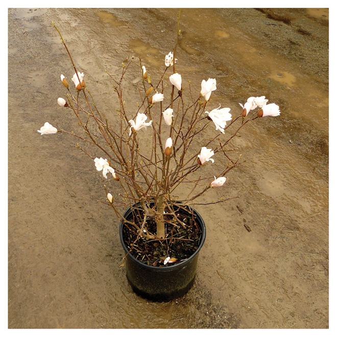 AROMA DECOR SYDENY 2個セット(ROSES/MAGNOLIA) Magnolia - #2 Pot - Assorted Colours 9820422 | RONA