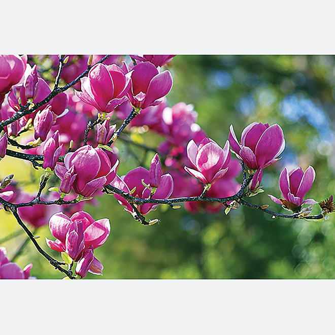 Magnolia - #2 Pot - Assorted Colours 9820422 | RONA