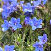 Plante à fleurs Lithodora, bleu, pot 1 gallon